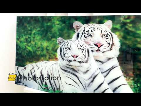 Weiße Tiger Glaswandkunst