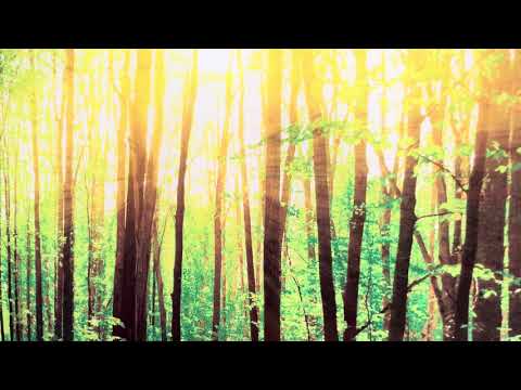 Sunshine Forest Landscape Glass Wall Art