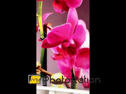 Rosa Orchidee Glas Wandkunst