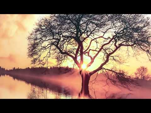Einsamer Baum bei Sonnenuntergang Glaswandkunst