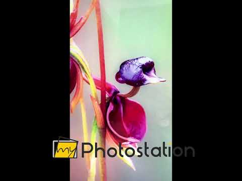 Glaswandkunst „Fliegende Ente“ mit Orchidee