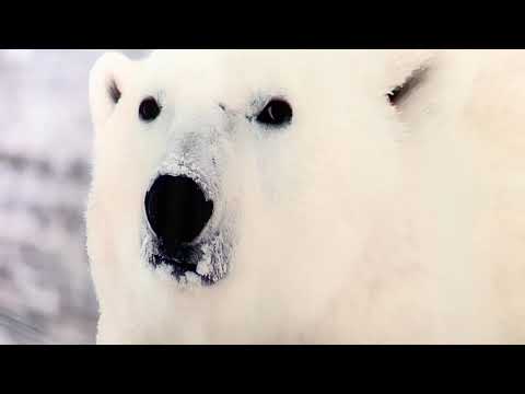 Polar Bear Glass Wall Art