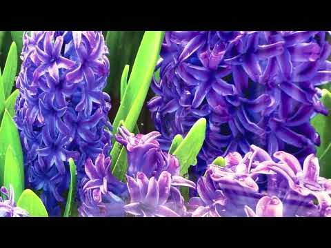 Hyazinthenblume im Garten, Glaswandkunst