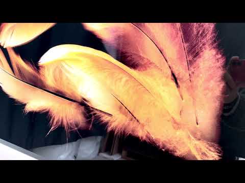 Gold Feathers with Black background Tempered Glass Wall Art
