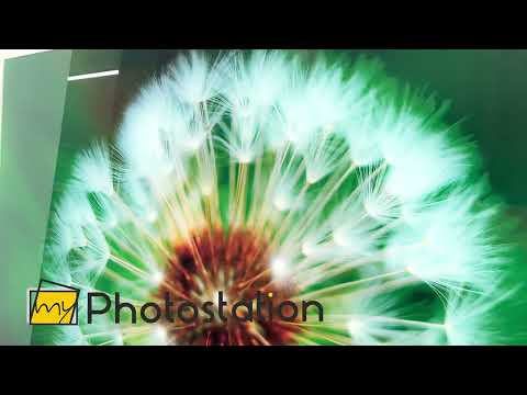 Einzelne Pusteblumen-Wanddekoration aus Glas