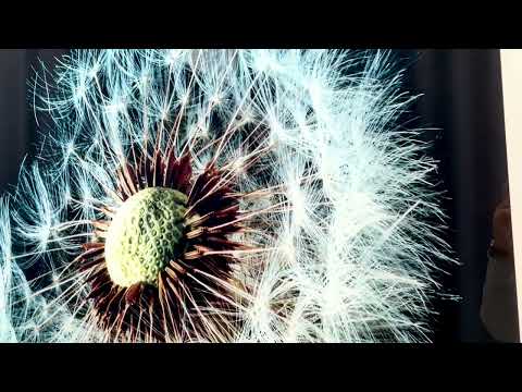 Dandelion Seeds Closeup Glass Wall Art, glass art painting, glass art for the Wall