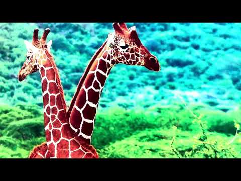 Giraffe im Wald – Glaswandkunst