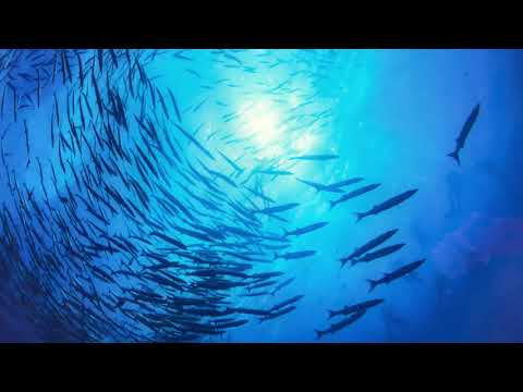 Unter Ozeanfischen Glaswandkunst