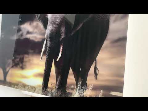 African Old Elephant Glass Wall Art