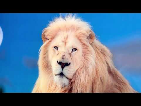 Glaswandkunst, sitzender weißer Löwe