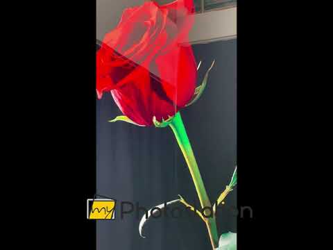 Einzelne rote Rose auf schwarzem Glas als Wandbild