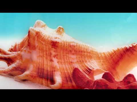 Muscheln und Seesterne: Eine ruhige Küstenszene auf Glaswandkunst