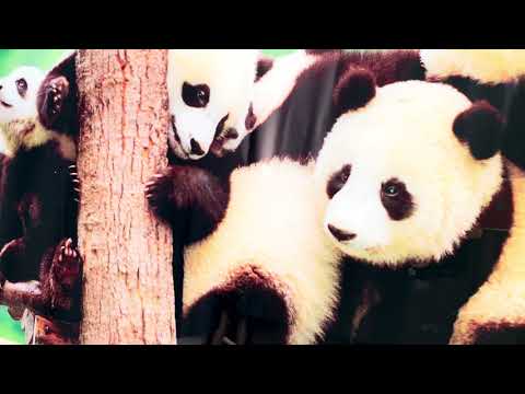 Baby Panda Glaswandkunst