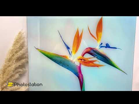 Strelitzia Flower Glass Wall Art