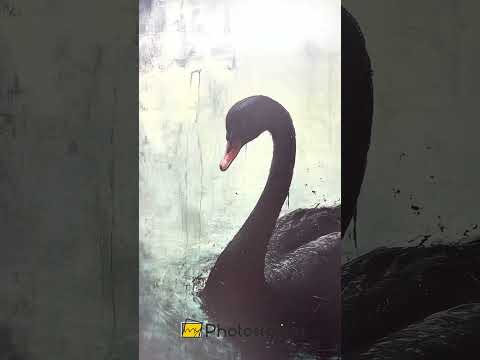 Solitary Grace – Moody Black Swan Oil Painting