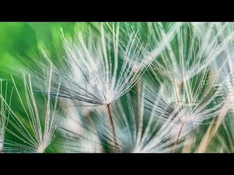 White Dandelion Seed Glass Wall Art, glass art painting, glass art for the Wall