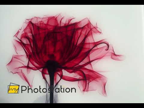 Albert Koetsier Tonal Rose Glaswandkunst