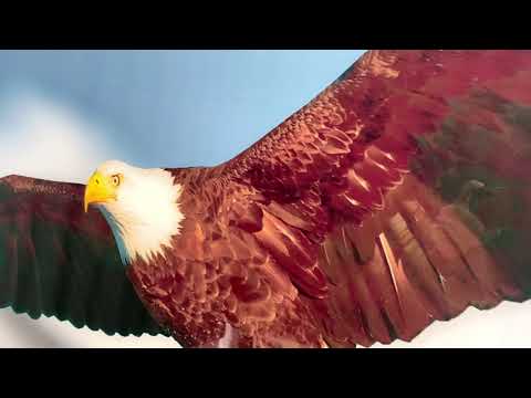 Wanddekoration aus Glas mit amerikanischem Adler
