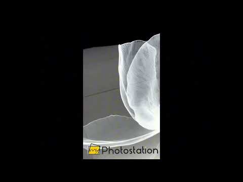 Black And White Minimal Floral Glass Wall Art