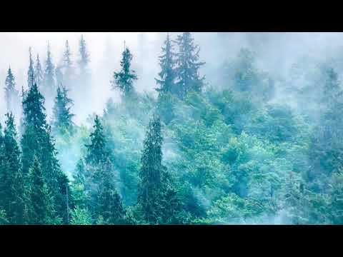 Nebliger Wald Natur Glas Wandkunst