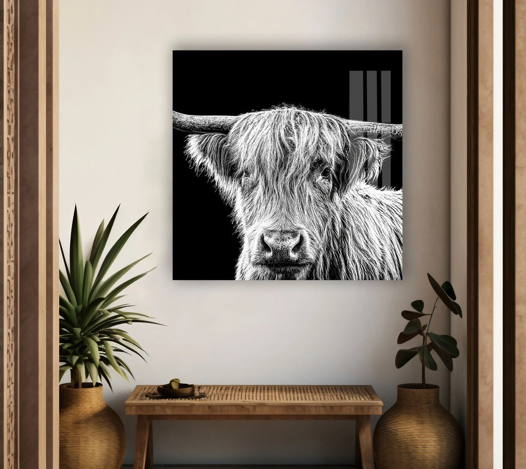 Grayscale animal portrait on glass highlighting the long-haired highland cow.