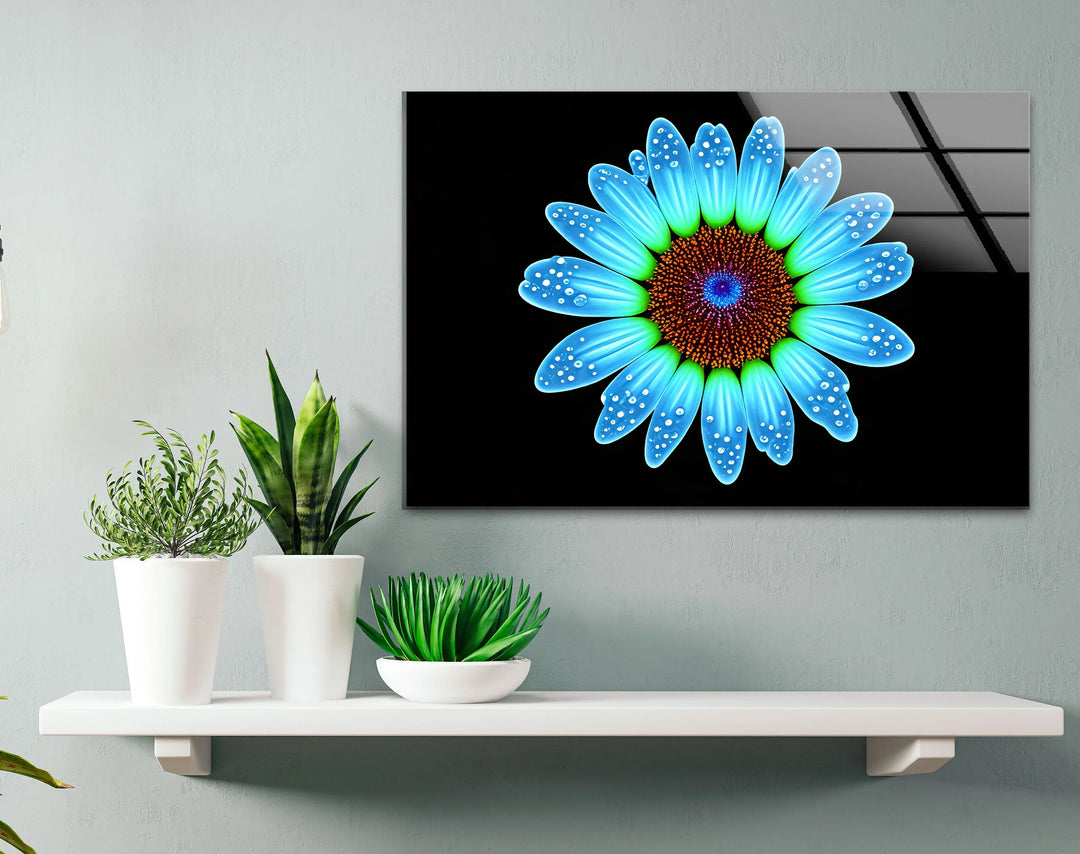 Blue Daisy Flower Wall Art – Luminous Glass Print on Black Background with Water Droplet Detail for Modern Interiors - MyPhotoStation