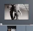 Black White Elephant Tempered Glass Wall Art