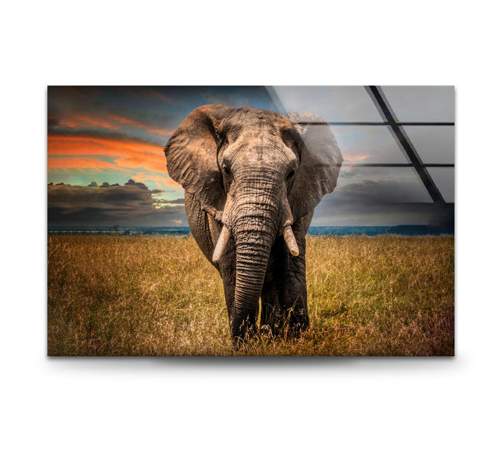 Majestic Elephant Glass Wall Art photo print on glass, prints on glass wall art