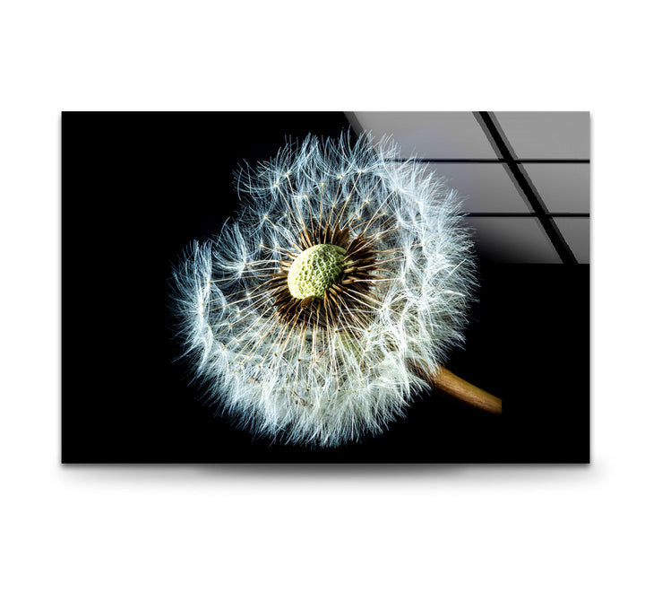 Dandelion Seeds Closeup Glass Wall Art, custom glass photo prints, large glass prints
