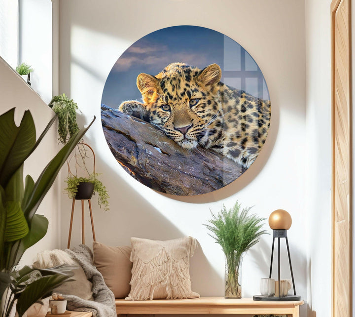 Majestic Amur Leopard Glass Wall Art print picture on glass, Tempered Glass Wall Art