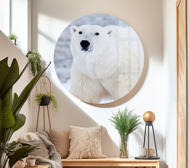 Polar Bear Glass Wall Art picture on glass wall art, photos printed on glass