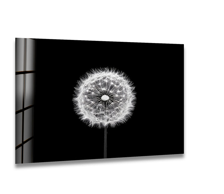 A stunning black and white glass wall art featuring a delicate dandelion against a dark background.