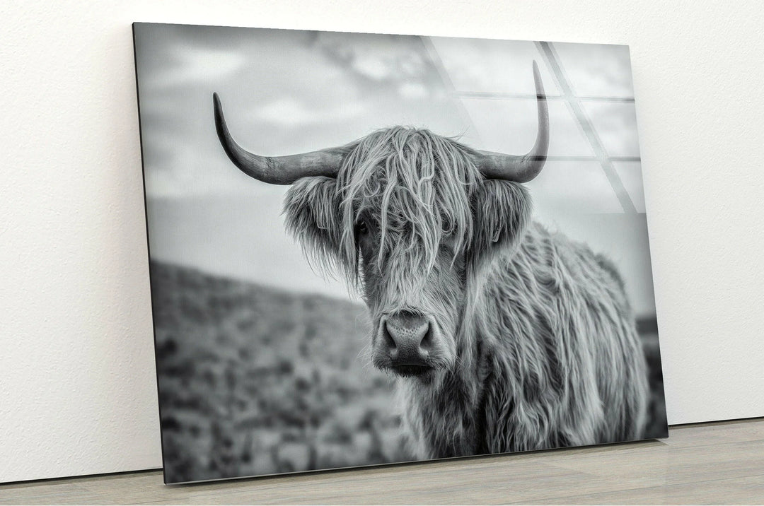 Monochrome Highland cattle portrait in a natural landscape printed on sleek glass art.