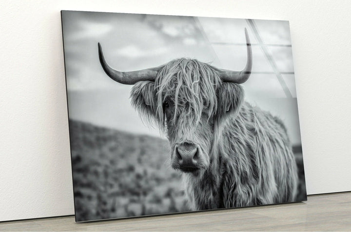 Monochrome Highland cattle portrait in a natural landscape printed on sleek glass art.
