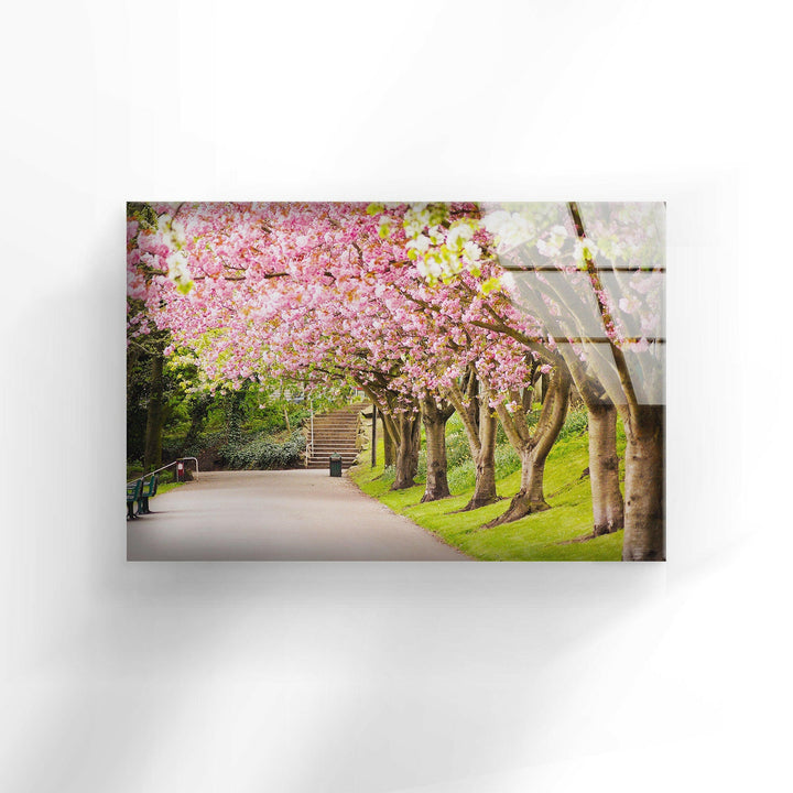 Tranquil Springtime Park with Sakura Trees – Stunning Glass Wall Art
