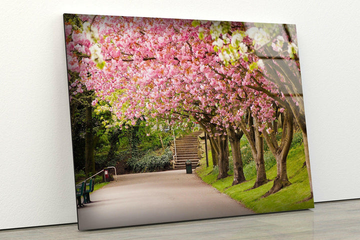Peaceful Nature Path with Blooming Cherry Blossoms – A Captivating Glass Print
