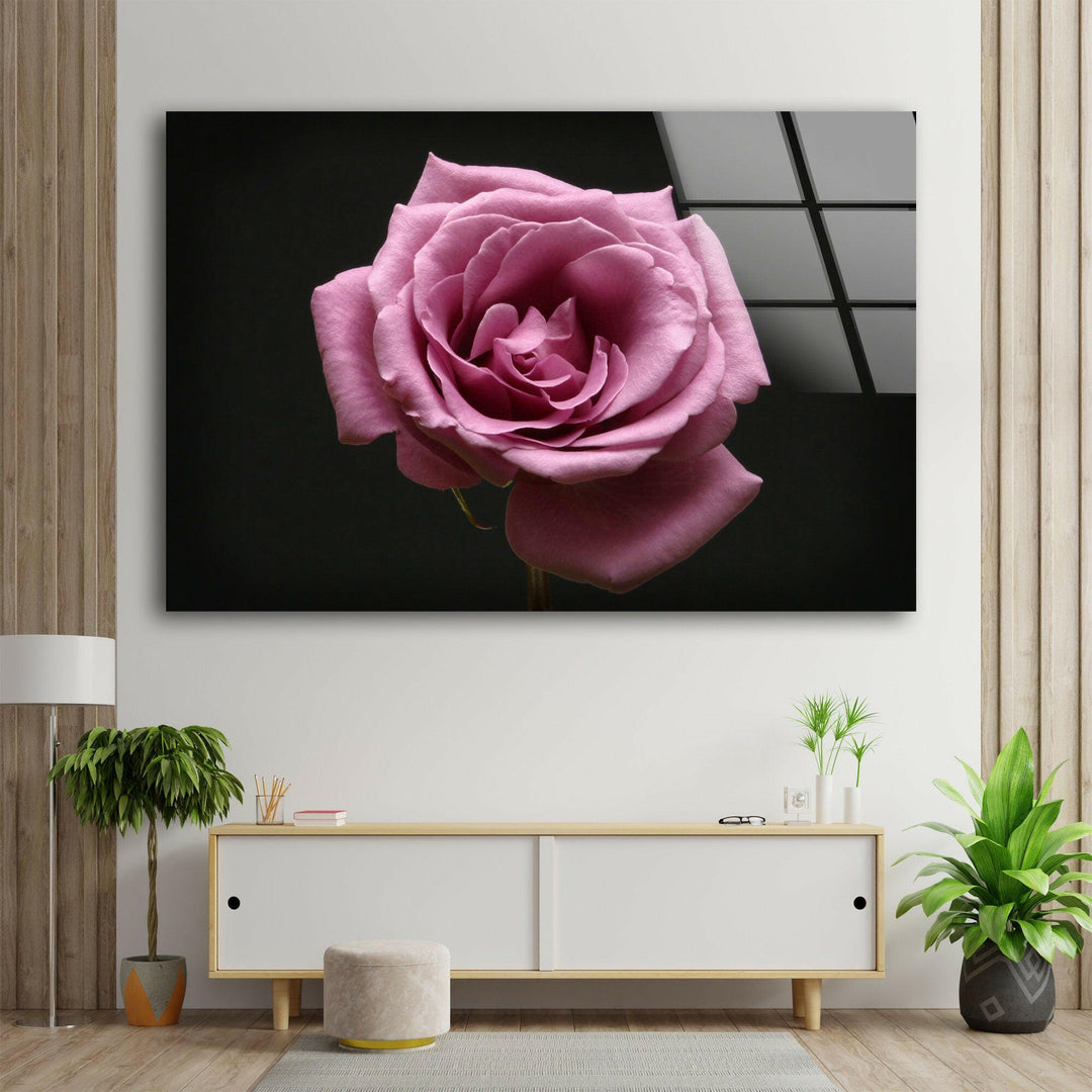 Pink Rose On Black Glass Wall Art, glass image printing, glass prints from photos