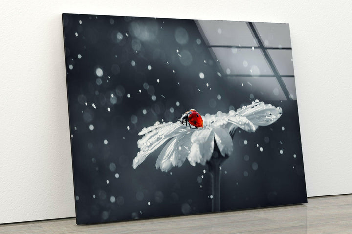Ladybug in Drops Glass Wall Art print on glass, glass printed photos