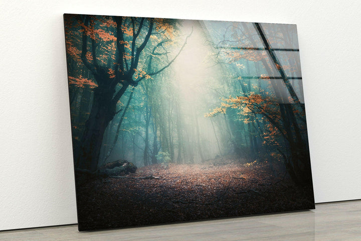 Tranquil Forest Scene – A High-Definition Landscape Glass Print
