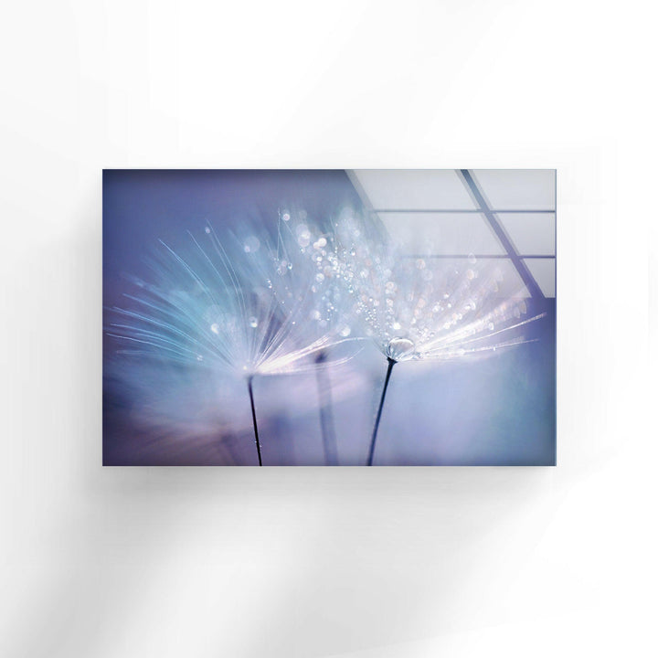 Dandelion Seed With Drops Glass Wall Art, glass photo prints, glass picture prints