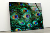 Peacock Feathers Tempered Glass Wall Art