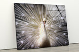 White Peacock Tempered Glass Wall Art