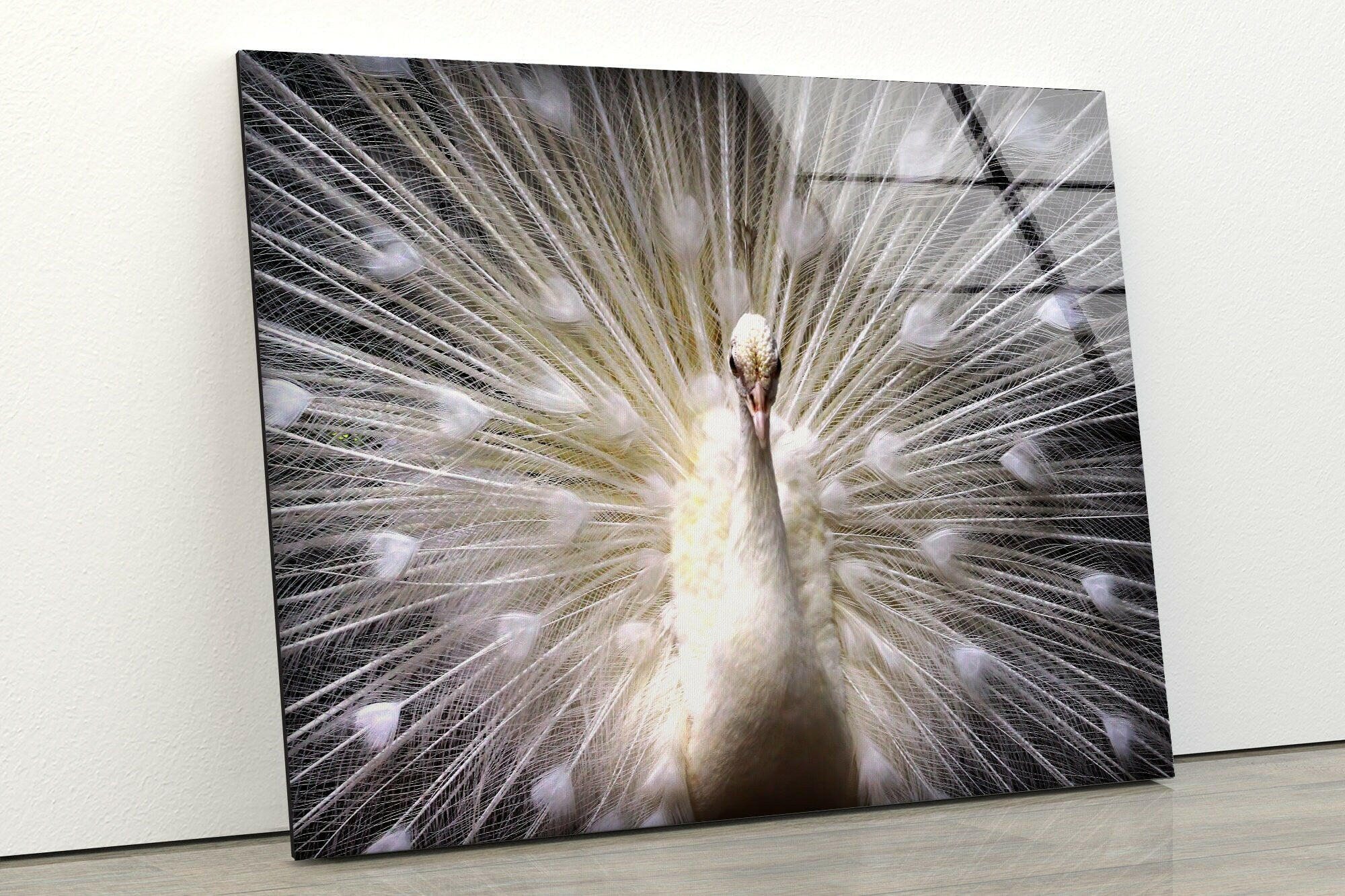 White Peacock Tempered Glass Wall Art