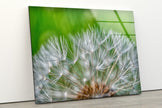 Dandelion Tempered Glass Wall Art