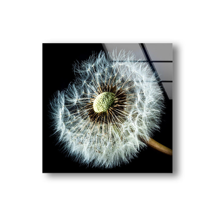 Dandelion Seeds Closeup Glass Wall Art, art glass wall art, glass wall art pictures