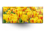 Yellow Tulips Tempered Glass Wall Art
