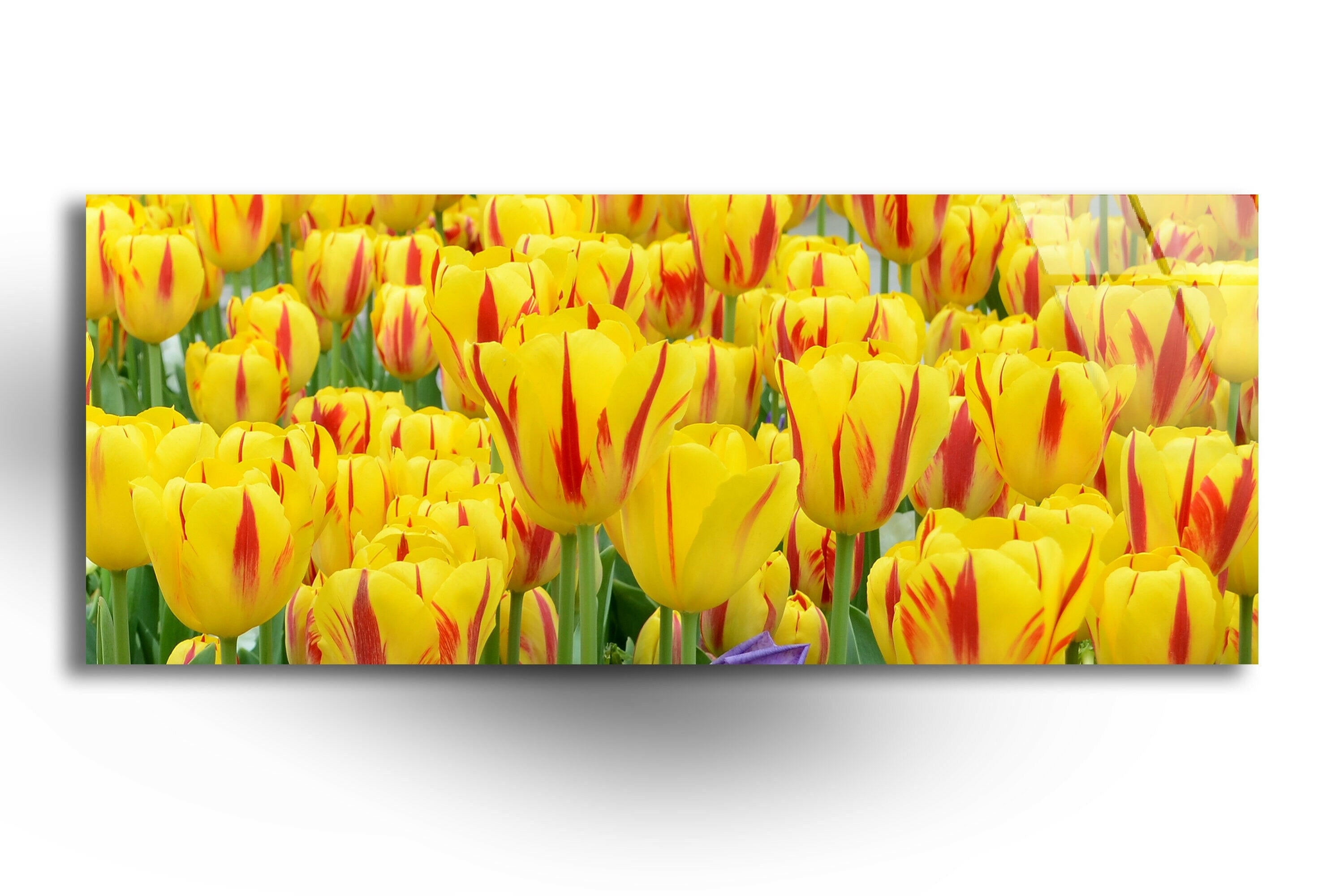 Yellow Tulips Tempered Glass Wall Art