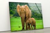 Elephants Tempered Glass Wall Art