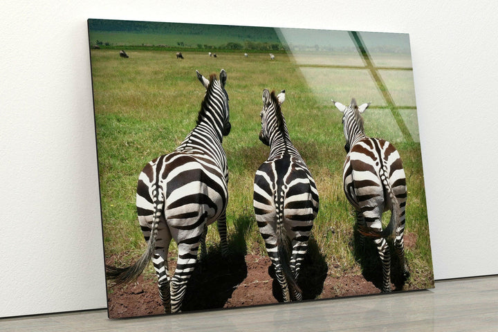 Safari Zebra Glass Wall Art picture on glass wall art, photos printed on glass