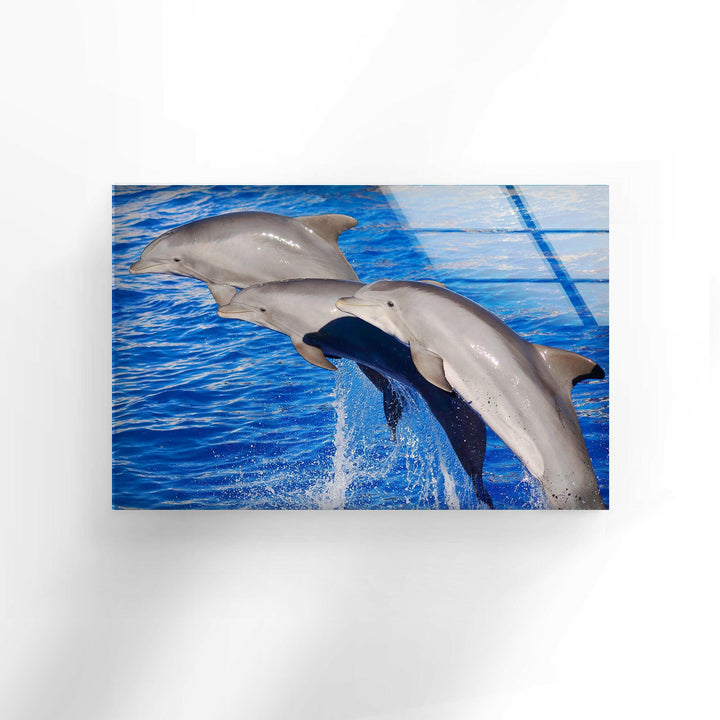 Bottlenose Dolphin Glass Wall Art print on glass, glass printed photos